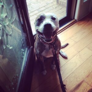 Buffalo Dog Trainer blog on food aggression