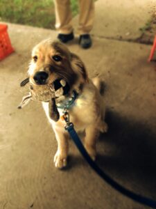 Puppy Training Buffalo