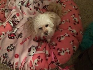 Older dogs can be trained with our expert programs at Buffalo Niagara Dog Training!