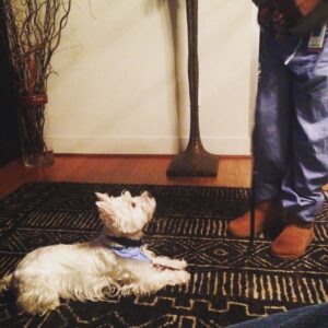 Buffalo Niagara Dog Training NY knows every dog needs leadership from their owner. 