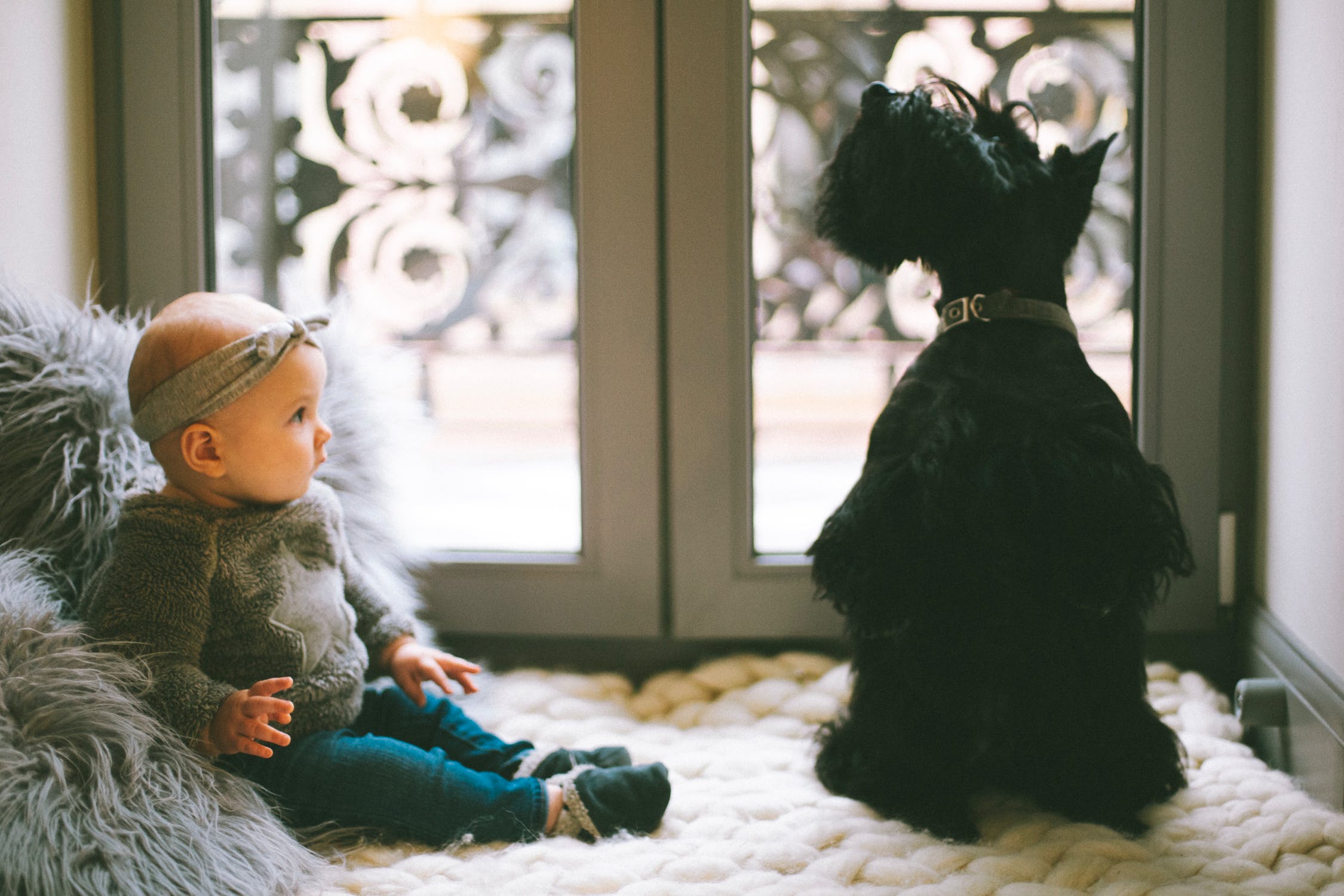 infants and dogs