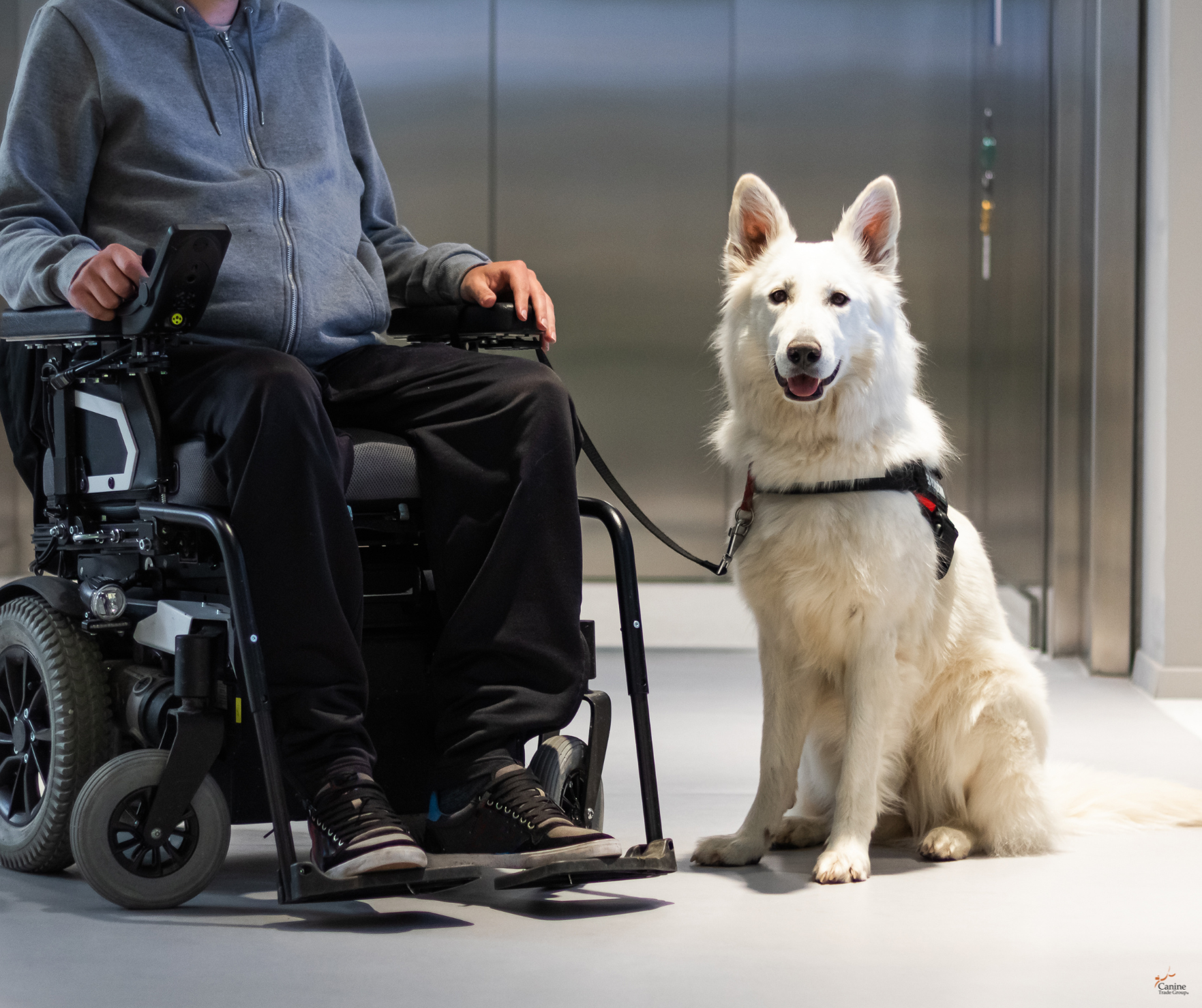 service dog training