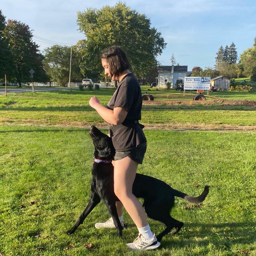 professional dog trainer in buffalo